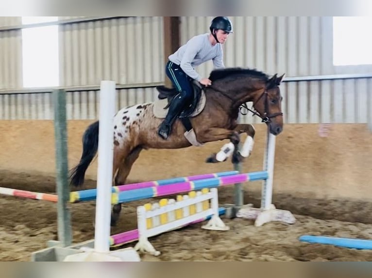 Appaloosa Gelding 4 years 14,1 hh Leopard-Piebald in Sligo