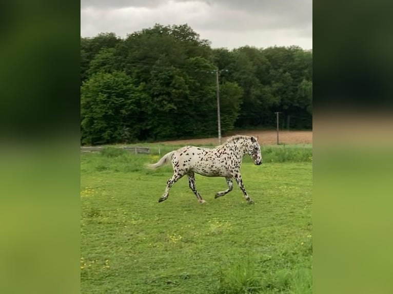 Appaloosa Gelding 4 years 14,3 hh Leopard-Piebald in La Marolle-en-Sologne