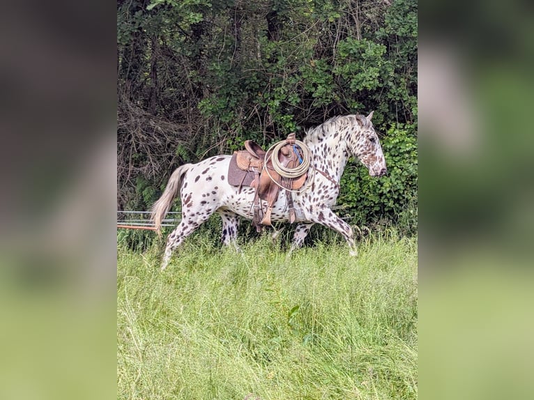 Appaloosa Gelding 4 years 14,3 hh Leopard-Piebald in La Marolle-en-Sologne