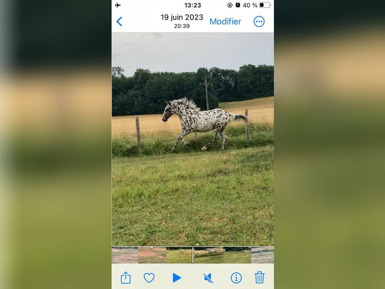Appaloosa Gelding 4 years 14,3 hh Leopard-Piebald in La Marolle-en-Sologne