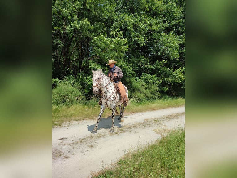 Appaloosa Gelding 4 years 14,3 hh Leopard-Piebald in La Marolle-en-Sologne