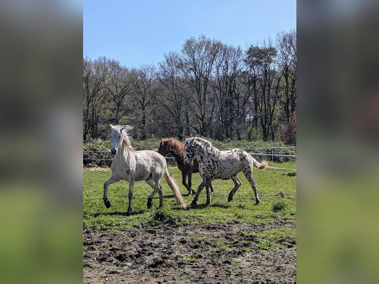 Appaloosa Gelding 4 years 14,3 hh Leopard-Piebald in La Marolle-en-Sologne
