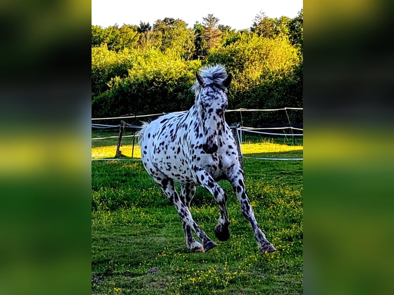 Appaloosa Gelding 4 years 14,3 hh Leopard-Piebald in La Marolle-en-Sologne