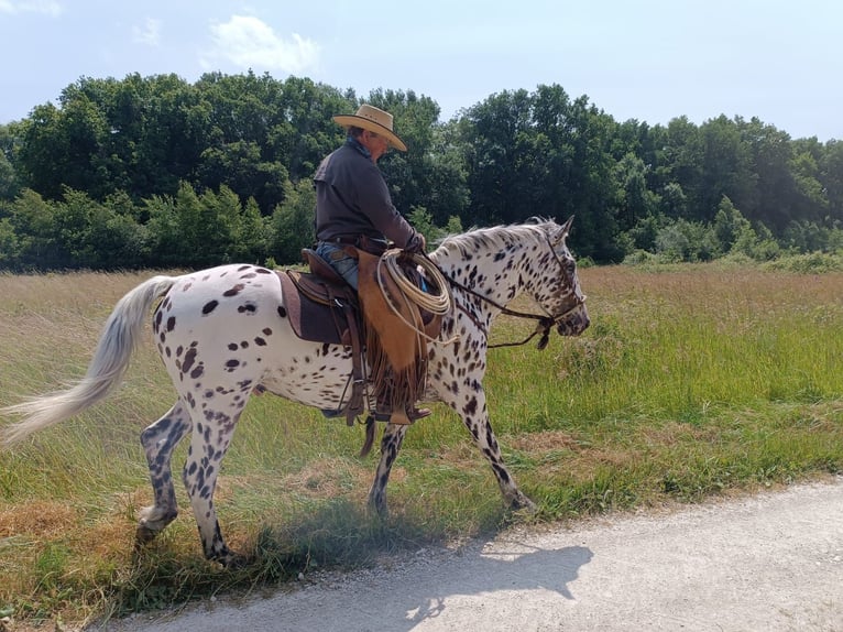 Appaloosa Gelding 4 years 14,3 hh Leopard-Piebald in La Marolle-en-Sologne