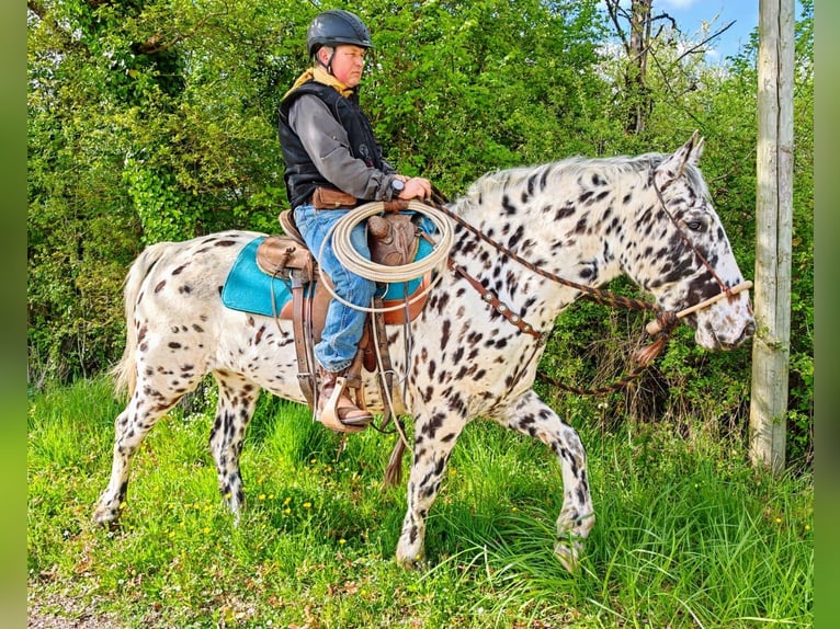 Appaloosa Gelding 4 years 14,3 hh Leopard-Piebald in La Marolle-en-Sologne