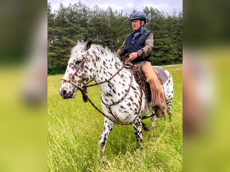 Appaloosa Gelding 4 years 14,3 hh Leopard-Piebald in La Marolle-en-Sologne