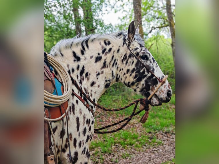 Appaloosa Gelding 4 years 14,3 hh Leopard-Piebald in La Marolle-en-Sologne