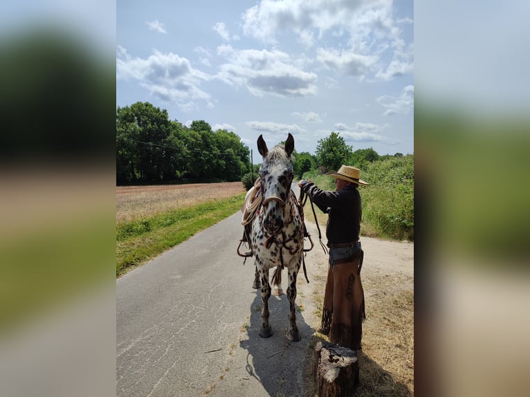 Appaloosa Gelding 4 years 14,3 hh Leopard-Piebald in La Marolle-en-Sologne