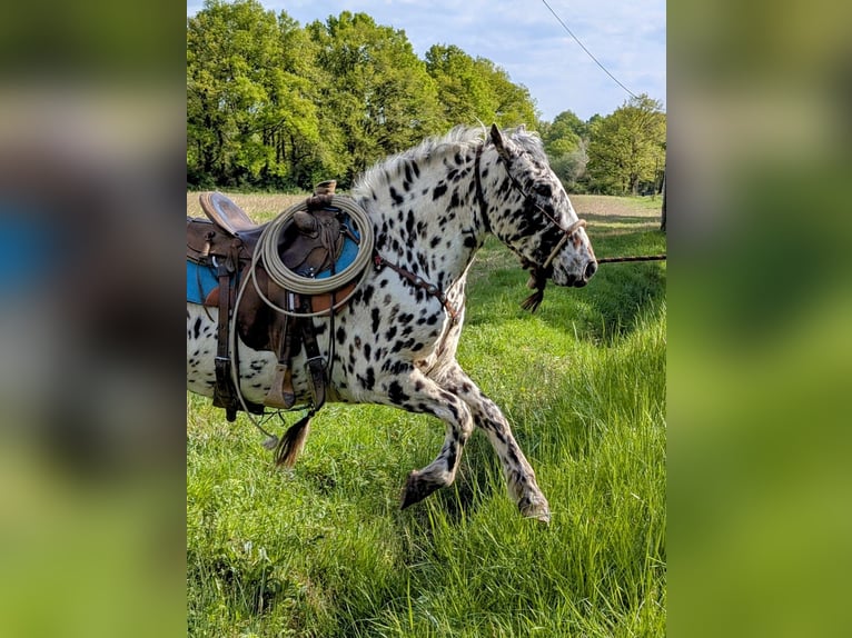 Appaloosa Gelding 4 years 14,3 hh Leopard-Piebald in La Marolle-en-Sologne
