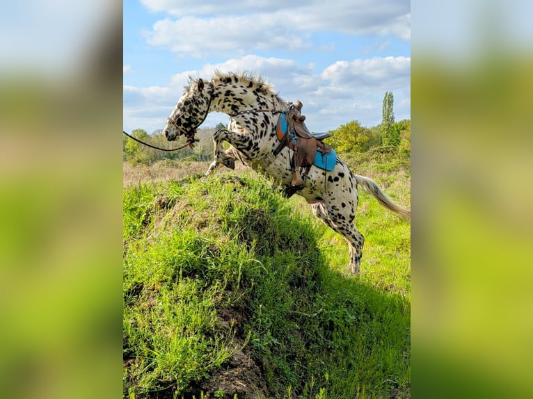 Appaloosa Gelding 4 years 14,3 hh Leopard-Piebald in La Marolle-en-Sologne