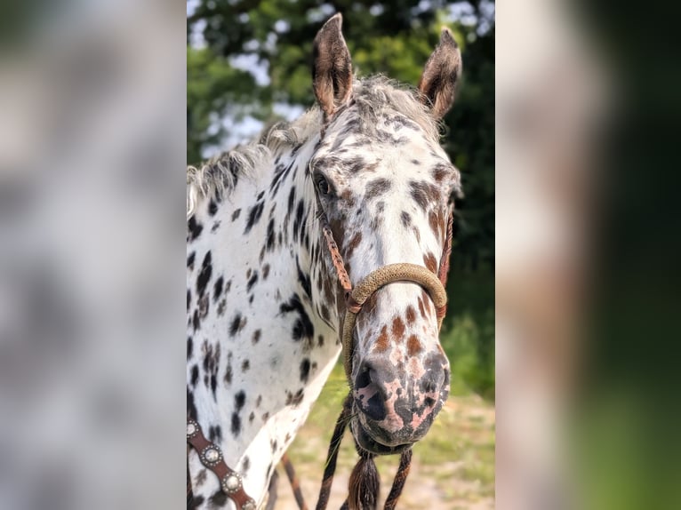 Appaloosa Gelding 4 years 14,3 hh Leopard-Piebald in La Marolle-en-Sologne