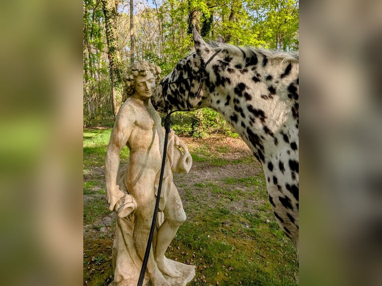 Appaloosa Gelding 4 years 14,3 hh Leopard-Piebald in La Marolle-en-Sologne
