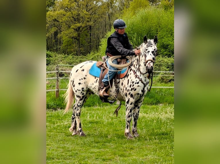 Appaloosa Gelding 4 years 14,3 hh Leopard-Piebald in La Marolle-en-Sologne