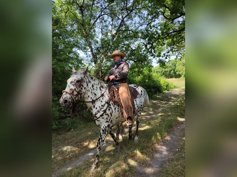 Appaloosa Gelding 4 years 14,3 hh Leopard-Piebald in La Marolle-en-Sologne
