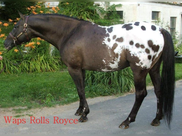 Appaloosa Gelding 4 years 15,1 hh Bay in Luxemburg