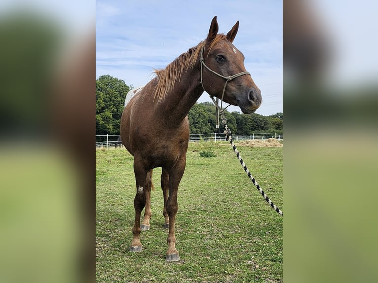 Appaloosa Gelding 4 years 15,1 hh Bay in Luxemburg