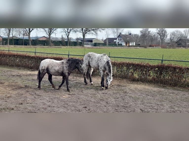 Appaloosa Gelding 4 years 15,1 hh Leopard-Piebald in Veghel