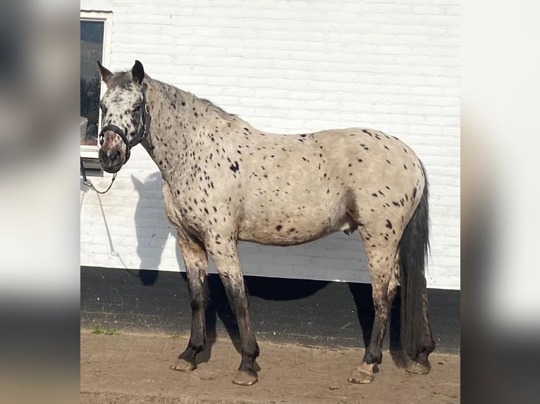 Appaloosa Gelding 4 years 15,1 hh Leopard-Piebald in Veghel