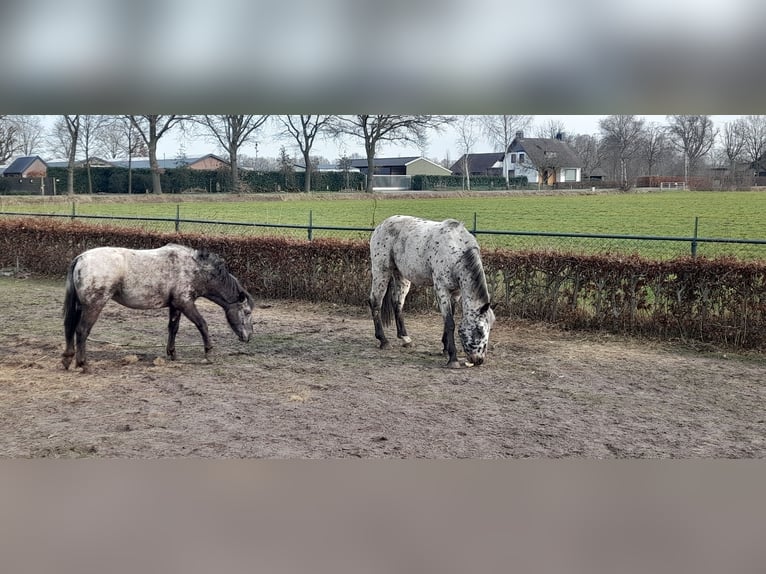 Appaloosa Gelding 4 years 15,1 hh Leopard-Piebald in Veghel