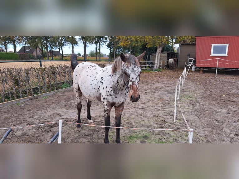 Appaloosa Gelding 4 years 15,1 hh Leopard-Piebald in Veghel