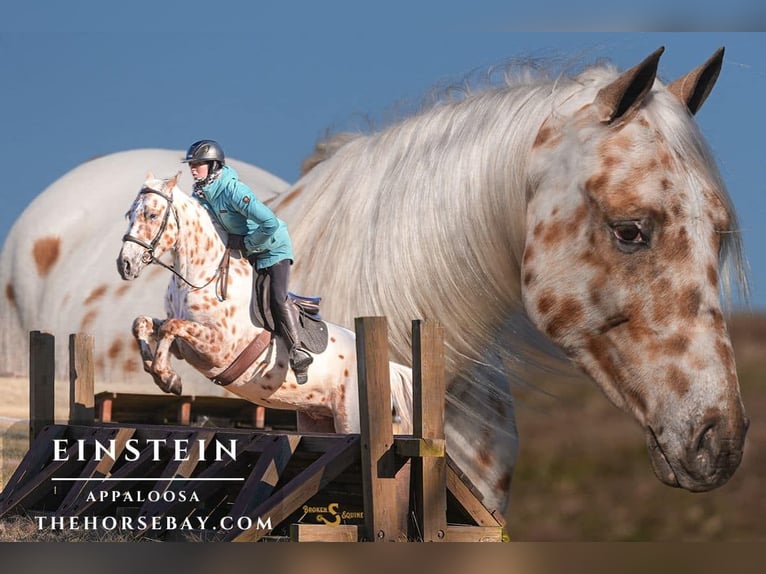 Appaloosa Gelding 4 years 15.1 hh Leopard-Piebald in Bogard, MO