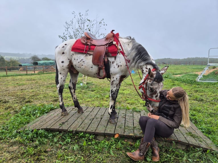 Appaloosa Mix Gelding 4 years 15.1 hh Leopard-Piebald in Linkenbach