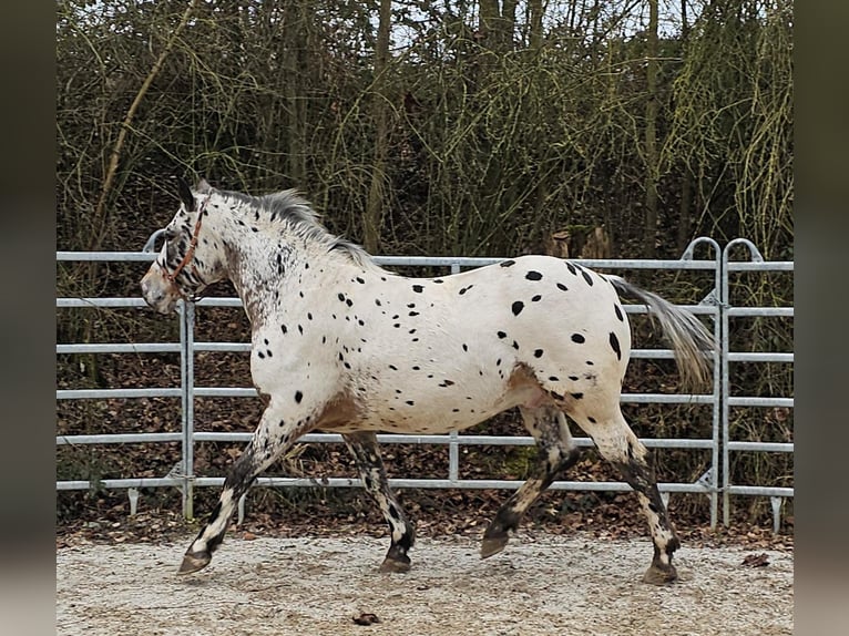 Appaloosa Mix Gelding 4 years 15,1 hh Leopard-Piebald in Bad Camberg