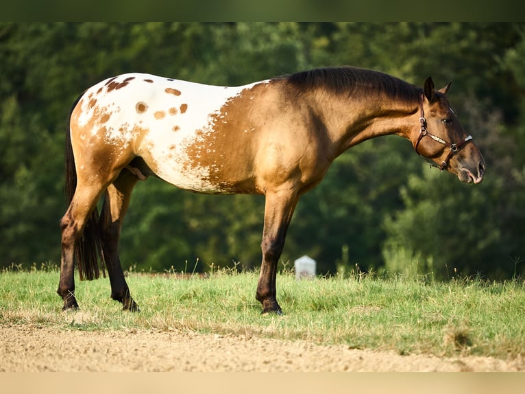 Appaloosa Gelding 4 years 15,2 hh Bay-Dark in München