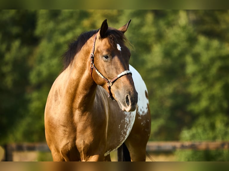 Appaloosa Gelding 4 years 15,2 hh Bay-Dark in München