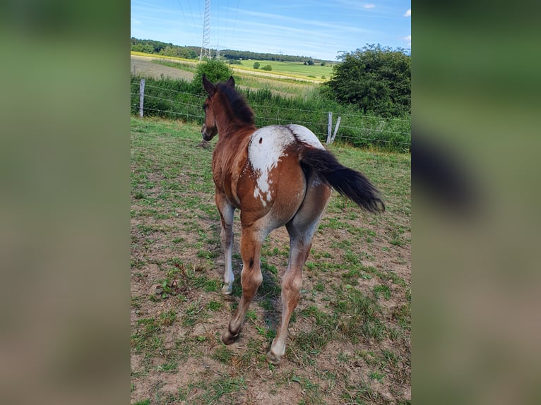 Appaloosa Gelding 4 years 15.2 hh Roan-Bay in Morbach