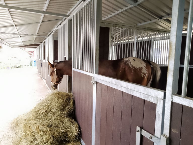 Appaloosa Gelding 4 years 15.2 hh Roan-Bay in Morbach