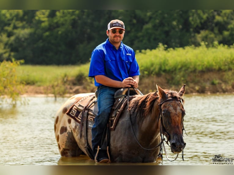 Appaloosa Gelding 4 years 15,3 hh in Canton, TX