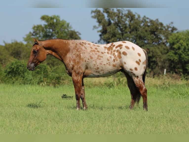 Appaloosa Gelding 4 years 15,3 hh in Canton, TX