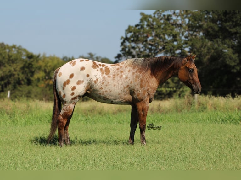 Appaloosa Gelding 4 years 15,3 hh in Canton, TX