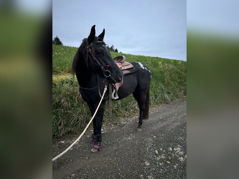 Appaloosa Gelding 4 years 15 hh Black in Daleiden