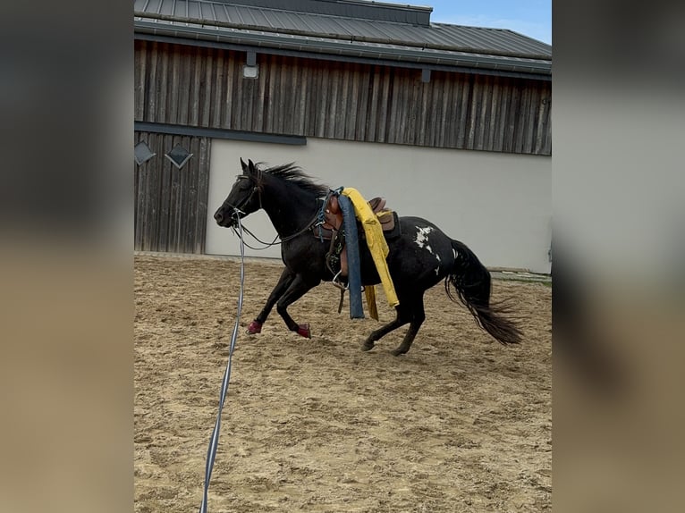 Appaloosa Gelding 4 years 15 hh Black in Daleiden