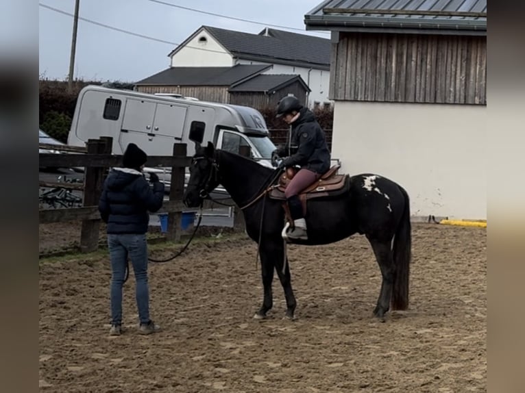 Appaloosa Gelding 4 years 15 hh Black in Daleiden