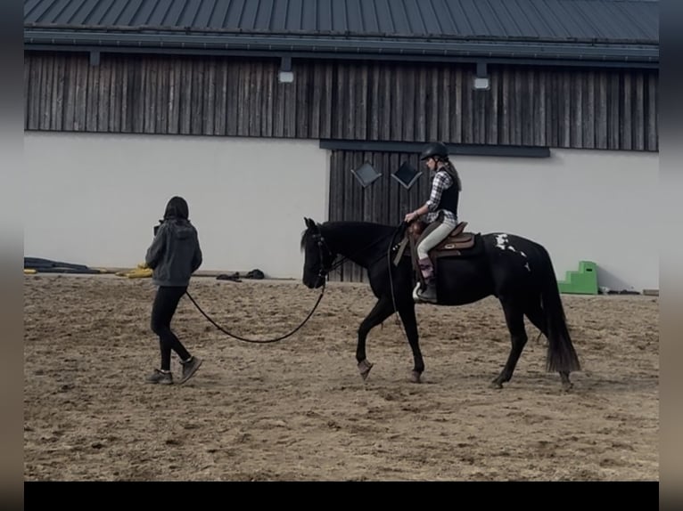 Appaloosa Gelding 4 years 15 hh Black in Daleiden