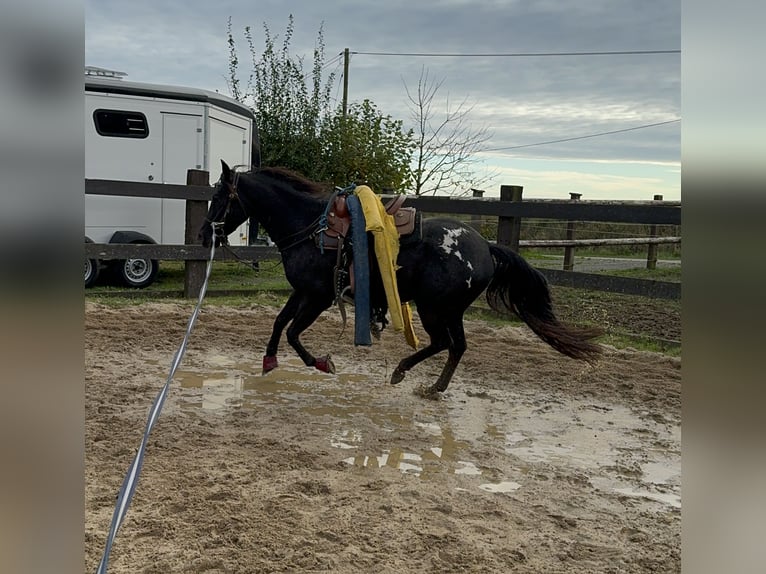 Appaloosa Gelding 4 years 15 hh Black in Daleiden