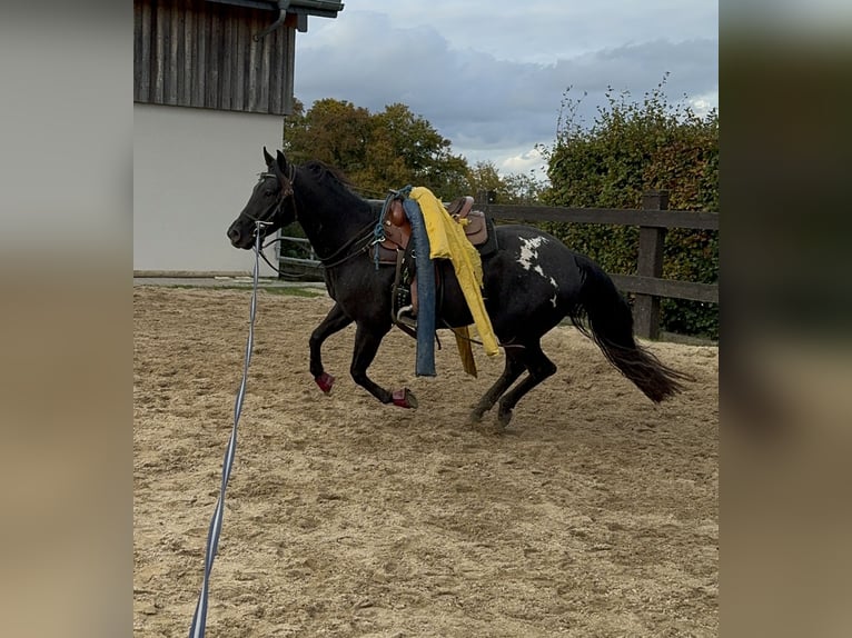 Appaloosa Gelding 4 years 15 hh Black in Daleiden