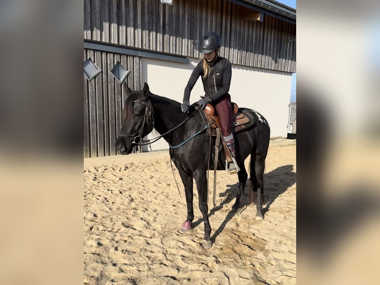 Appaloosa Gelding 4 years 15 hh Black in Daleiden