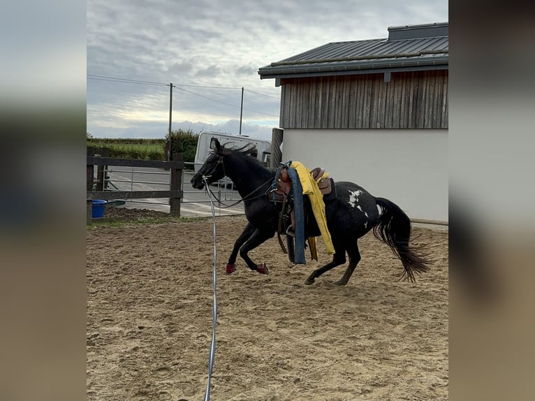 Appaloosa Gelding 4 years 15 hh Black in Daleiden