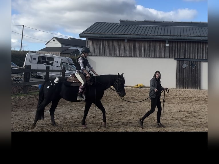 Appaloosa Gelding 4 years 15 hh Black in Daleiden