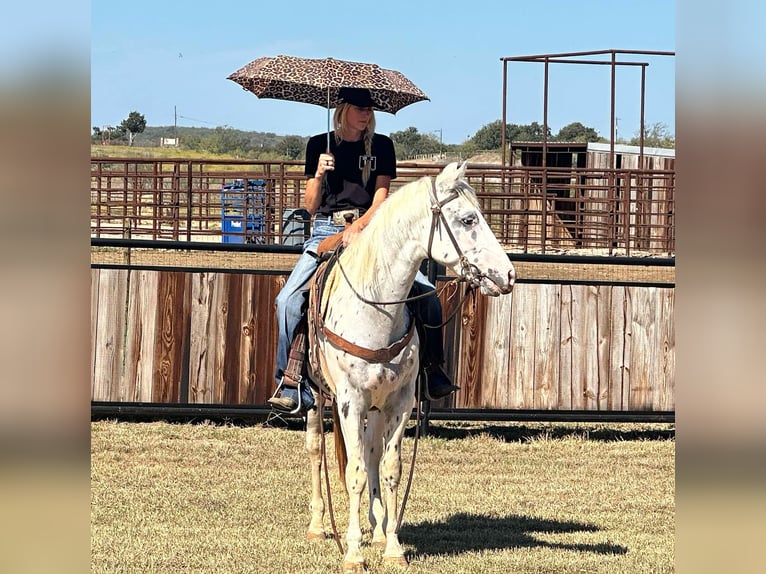 Appaloosa Gelding 4 years 15 hh Leopard-Piebald in Jacksboro TX