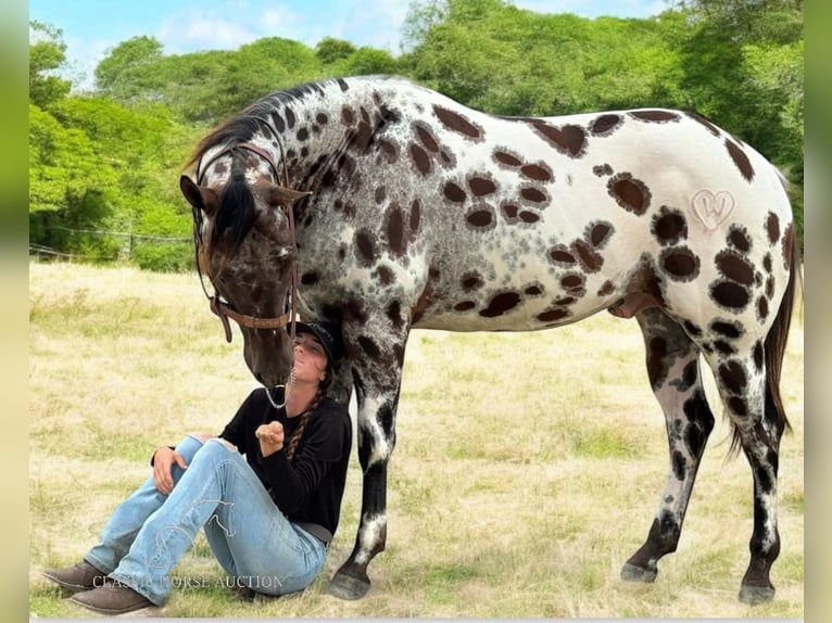 Appaloosa Gelding 4 years 15 hh Leopard-Piebald in Fort Pierce, FL