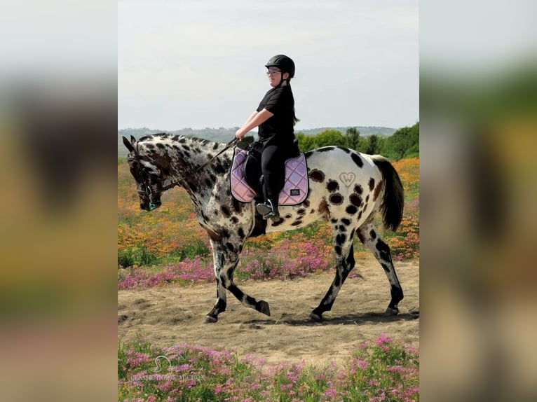 Appaloosa Gelding 4 years 15 hh Leopard-Piebald in Fort Pierce, FL