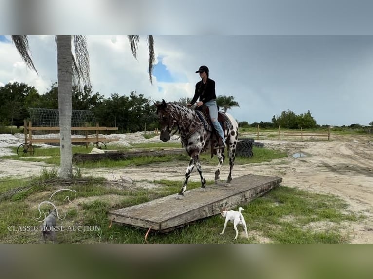 Appaloosa Gelding 4 years 15 hh Leopard-Piebald in Fort Pierce, FL