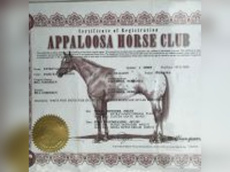 Appaloosa Gelding 4 years 15 hh Leopard-Piebald in Fort Pierce, FL