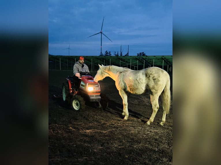 Appaloosa Gelding 4 years 15 hh Perlino in Falkenberg/Elster