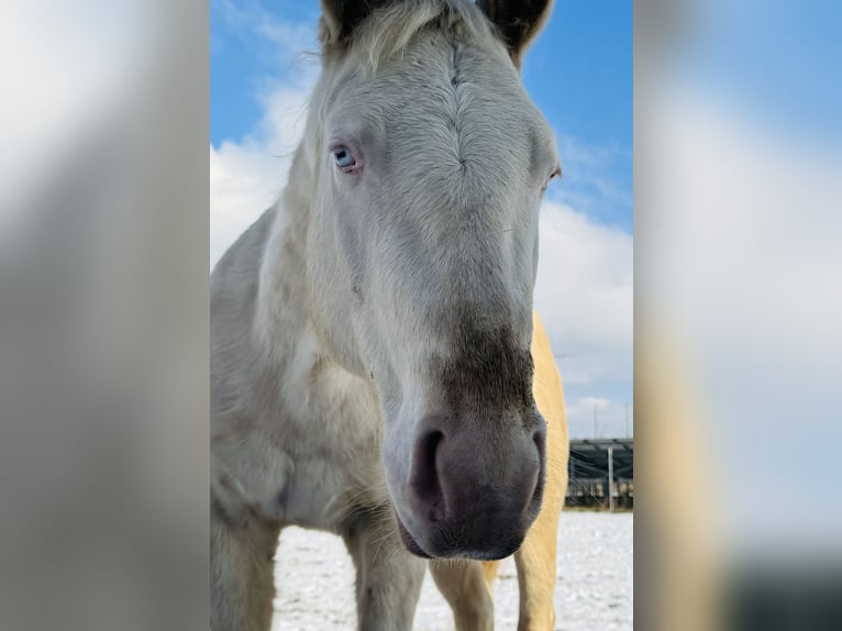Appaloosa Gelding 4 years 15 hh Perlino in Falkenberg/Elster
